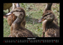Enten Fotokalender 2027 - 8