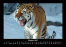 Tiger Fotokalender 2027 - 10