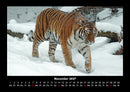 Tiger Fotokalender 2027 - 11
