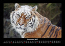 Tiger Fotokalender 2027 - 12