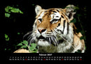 Tiger Fotokalender 2027 - 2