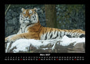 Tiger Fotokalender 2027 - 3