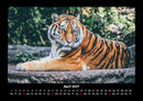 Tiger Fotokalender 2027 - 4