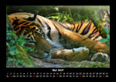 Tiger Fotokalender 2027 - 5