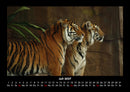 Tiger Fotokalender 2027 - 7