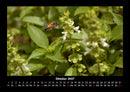 Bienen Fotokalender 2027 - 10