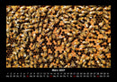 Bienen Fotokalender 2027 - 3