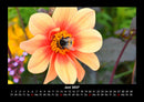 Bienen Fotokalender 2027 - 6