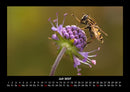 Bienen Fotokalender 2027 - 7