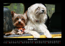 Hundezauber Fotokalender 2027 - 10