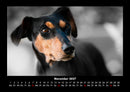 Hundezauber Fotokalender 2027 - 11
