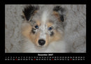 Hundezauber Fotokalender 2027 - 12