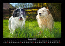 Hundezauber Fotokalender 2027 - 1