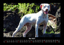Hundezauber Fotokalender 2027 - 5