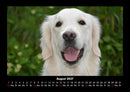 Hundezauber Fotokalender 2027 - 8