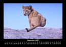 Löwen in der Wildnis Fotokalender 2027 - 9