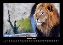 Löwen in der Wildnis Fotokalender 2027 - 10