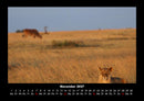 Löwen in der Wildnis Fotokalender 2027 - 11