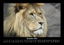 Löwen in der Wildnis Fotokalender 2027 - 12