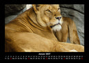 Löwen in der Wildnis Fotokalender 2027 - 1
