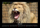 Löwen in der Wildnis Fotokalender 2027 - 3
