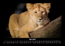 Löwen in der Wildnis Fotokalender 2027 - 5