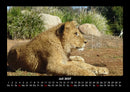 Löwen in der Wildnis Fotokalender 2027 - 7