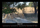 Löwen in der Wildnis Fotokalender 2027 - 8
