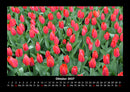 Blumenträume Fotokalender 2027 - 10