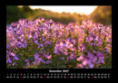 Blumenträume Fotokalender 2027 - 12