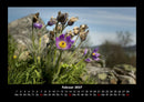 Blumenträume Fotokalender 2027 - 2