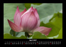 Blumenträume Fotokalender 2027 - 4