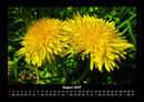 Blumenträume Fotokalender 2027 - 8