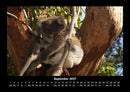 Koala Fotokalender 2027 - 9