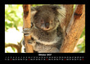 Koala Fotokalender 2027 - 10