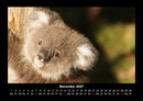 Koala Fotokalender 2027 - 11