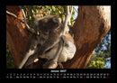 Koala Fotokalender 2027 - 1