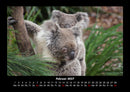 Koala Fotokalender 2027 - 2