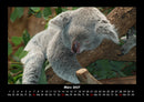 Koala Fotokalender 2027 - 3