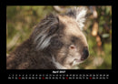 Koala Fotokalender 2027 - 4