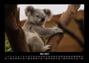 Koala Fotokalender 2027 - 5