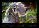 Koala Fotokalender 2027 - 7