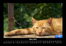 Für Katzenfreunde Fotokalender 2027 - 3