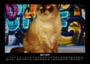 Für Katzenfreunde Fotokalender 2027 - 4