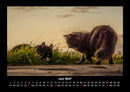 Für Katzenfreunde Fotokalender 2027 - 6