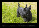 Hundezauber Fotokalender 2027 - 10