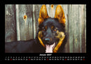 Hundezauber Fotokalender 2027 - 1