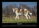 Hundezauber Fotokalender 2027 - 3