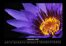Rosen-Kalender Fotokalender 2027 - 9