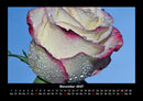 Rosen-Kalender Fotokalender 2027 - 11